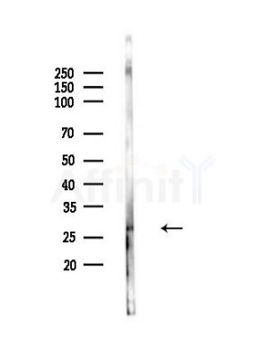 DUSP19 Antibody - Western blot analysis of lysates from PC12 cells, using DUSP19 Antibody at 1/1000 dilution.