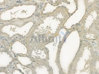 MADD Antibody - DF3374 at 1/100 staining human normal kidney tissue by IHC-P.