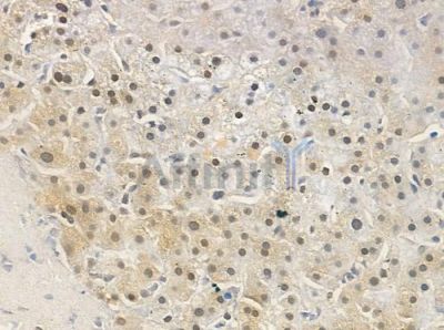 TAF15 Antibody - DF3382 at 1/100 staining human normal liver tissue by IHC-P.