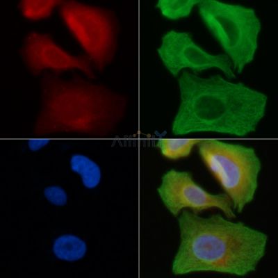 HPK1 Antibody - DF3385 staining Hela cells(45min of heat-shock) by IF/ICC.