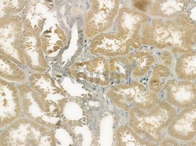 PMEPA1 Antibody - DF3391 at 1/100 staining human normal kidney tissue by IHC-P.