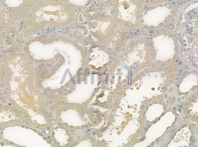 PMEPA1 Antibody - DF3391 at 1/100 staining human normal kidney tissue by IHC-P.