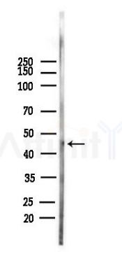 ISL2 Antibody - Western blot analysis of lysates from Mouse testis, using ISL2 Antibody at 1/1000 dilution.