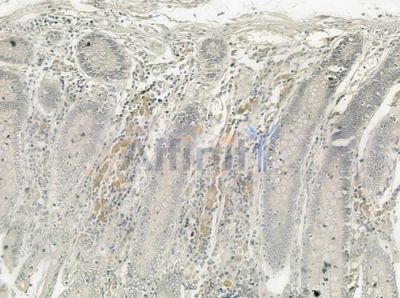 MUC13 Antibody - DF3433 at 1/100 staining human normal colon tissue by IHC-P.