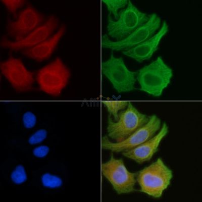 AZI2 Antibody - DF3437 staining Hela cells(45min of heat-shock) by IF/ICC.