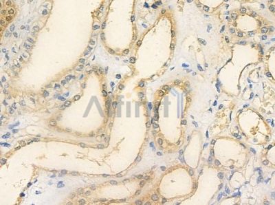 ZNF287 Antibody - DF3440 at 1/100 staining human normal kidney tissue by IHC-P.