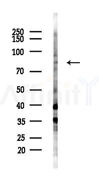 ARNT2 Antibody - Western blot analysis of lysates from Mouse testis, using ARNT2 Antibody at 1/1000 dilution.