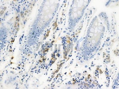ERGI3 Antibody - DF3478 at 1/100 staining human normal colon tissue by IHC-P.