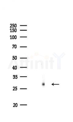 14-3-3 beta Antibody - Western blot analysis of lysates from Rat lung, using 14-3-3 beta Antibody at 1/1000 dilution.
