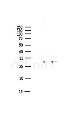 14-3-3 beta Antibody - Western blot analysis of lysates from Mouse liver, using 14-3-3 beta Antibody at 1/1000 dilution.