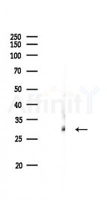 14-3-3 epsilon Antibody - Western blot analysis of lysates from Rat lung, using 14-3-3 epsilon Antibody at 1/1000 dilution.