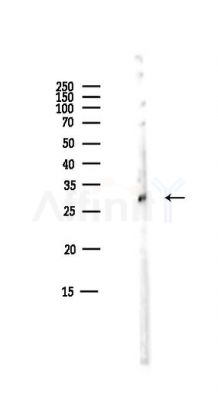 14-3-3 epsilon Antibody - Western blot analysis of lysates from Mouse liver, using 14-3-3 epsilon Antibody at 1/1000 dilution.
