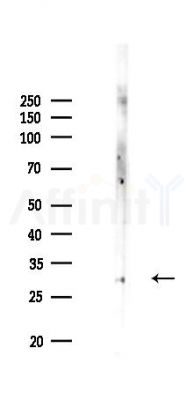 14-3-3 eta Antibody - Western blot analysis of lysates from Hela cells(LPS,4h treatment), using 14-3-3 eta Antibody at 1/1000 dilution.