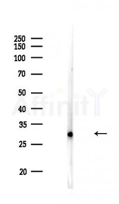 14-3-3 theta Antibody - Western blot analysis of lysates from Rat lung, using 14-3-3 theta Antibody at 1/1000 dilution.