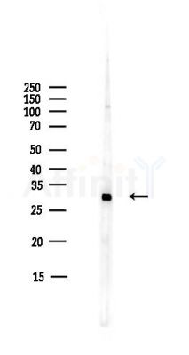 14-3-3 theta Antibody - Western blot analysis of lysates from COLO205 cells(heat-shock,45min treatment), using 14-3-3 theta Antibody at 1/1000 dilution.