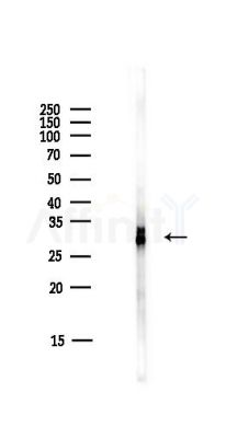 14-3-3 theta Antibody - Western blot analysis of lysates from HUVEC cells(starvation,24h treatment), using 14-3-3 theta Antibody at 1/1000 dilution.