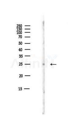 14-3-3 theta Antibody - Western blot analysis of lysates from Mouse liver, using 14-3-3 theta Antibody at 1/1000 dilution.