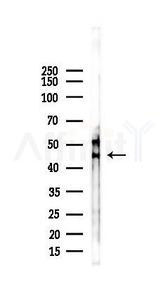 5HT1B Receptor Antibody - Western blot analysis of lysates from B16F10-LUC cells(starvation,24h treatment), using 5HT1B Receptor Antibody at 1/1000 dilution.