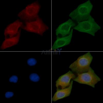 5HT1E Receptor Antibody - DF3498 staining Hela cells by IF/ICC.