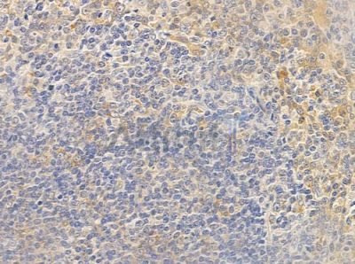 AHSA1 Antibody - DF3513 at 1/100 staining human normal tonsil tissue by IHC-P.