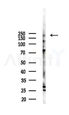 AS250 Antibody - Western blot analysis of lysates from B16F10-LUC cells(starvation,24h treatment), using AS250 Antibody at 1/1000 dilution.