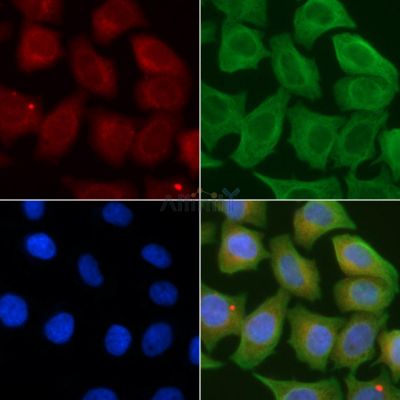 Collagen VI alpha 2 Antibody - DF3552 staining Hela cells(45min of heat-shock) by IF/ICC.