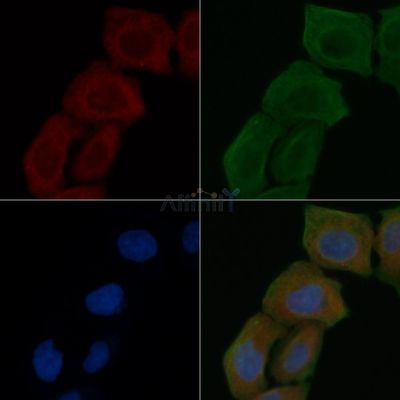 COX42 Antibody - DF3560 staining Hela cells by IF/ICC.