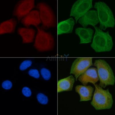 COX6C Antibody - DF3562 staining Hela cells(45min of heat-shock) by IF/ICC.