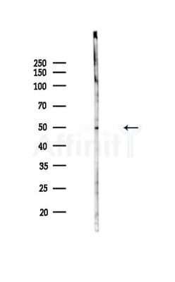Cytochrome P450 2C8/9/18/19 Antibody - Western blot analysis of lysates from Mouse lung, using Cytochrome P450 2C8/9/18/19 Antibody at 1/1000 dilution.