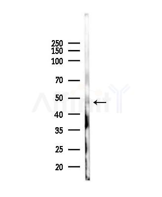 Cytochrome P450 2J2 Antibody - Western blot analysis of lysates from Mouse liver, using Cytochrome P450 2J2 Antibody at 1/1000 dilution.