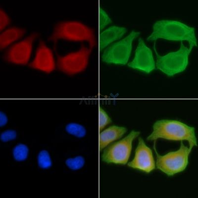 FGF23 Antibody - DF3596 staining Hela cells(45min of heat-shock) by IF/ICC.