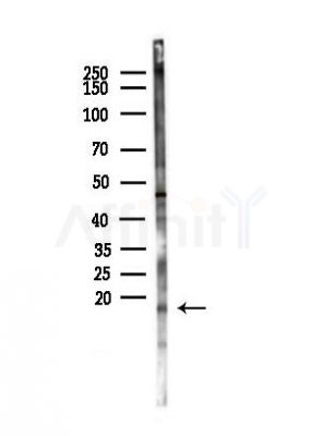 MRPL14 Antibody - Western blot analysis of lysates from Mouse liver, using MRPL14 Antibody at 1/1000 dilution.