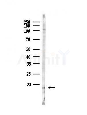 MRPL14 Antibody - Western blot analysis of lysates from MCF7 cells, using MRPL14 Antibody at 1/1000 dilution.