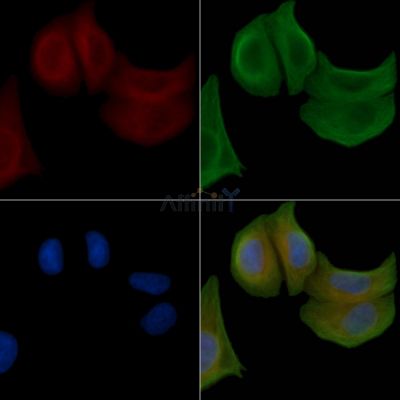 MRPL20 Antibody - DF3663 staining Hela cells by IF/ICC.