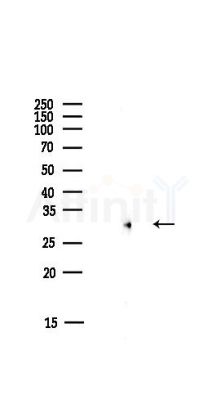 RPS3 Antibody - Western blot analysis of lysates from HUVEC cells(starvation,24h treatment), using RPS3 Antibody at 1/1000 dilution.