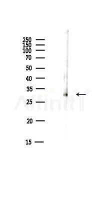 RPS3 Antibody - Western blot analysis of lysates from Mouse liver, using RPS3 Antibody at 1/1000 dilution.