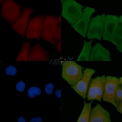 RPL18 Antibody - DF3700 staining Hela cells by IF/ICC.