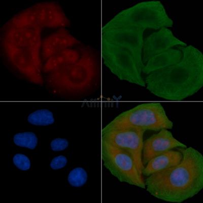 RPL26L Antibody - DF3703 staining Hela cells by IF/ICC.