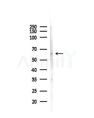 SLC33A1 Antibody - Western blot analysis of lysates from Mouse liver, using SLC33A1 Antibody at 1/1000 dilution.