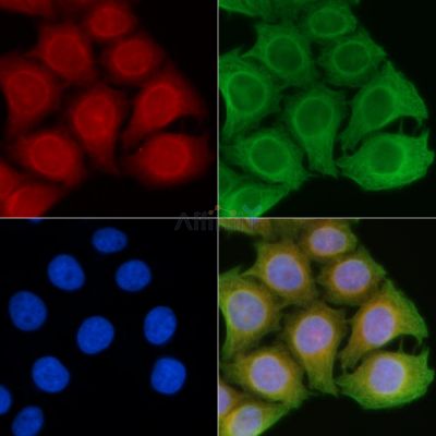 AOX1 Antibody - DF3756 staining Hela cells(45min of heat-shock) by IF/ICC.