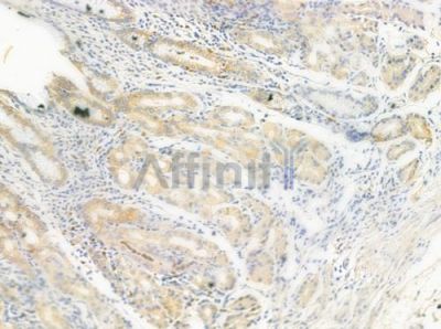 KAL1 Antibody - DF3780 at 1/100 staining human normal gastric tissue by IHC-P.
