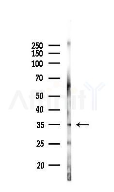 AQP1 Antibody - Western blot analysis of lysates from Mouse lung, using AQP1 Antibody at 1/1000 dilution.