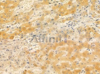 ARSF Antibody - DF3796 at 1/100 staining human normal liver tissue by IHC-P.