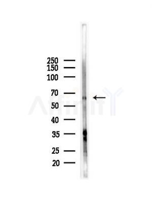 ARSI Antibody - Western blot analysis of lysates from RAW264.