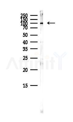 ABCF1 Antibody - Western blot analysis of lysates from Mouse brain, using ABCF1 Antibody at 1/1000 dilution.