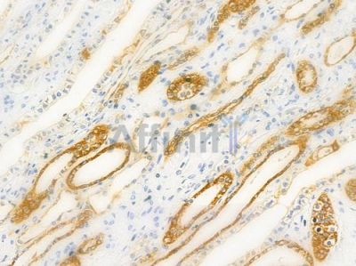 BMP8A Antibody - DF3849 at 1/100 staining human normal kidney tissue by IHC-P.