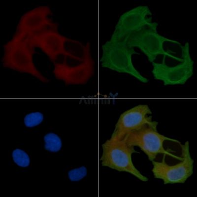 BMP8B Antibody - DF3850 staining Hela cells(45min of heat-shock) by IF/ICC.