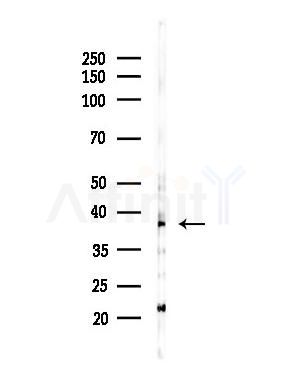 CHST13 Antibody - Western blot analysis of lysates from Mouse brain, using CHST13 Antibody at 1/1000 dilution.