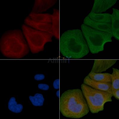 BORG4 Antibody - DF3910 staining Hela cells by IF/ICC.