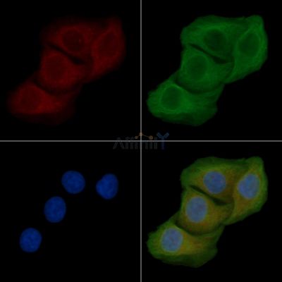 BORG3 Antibody - DF3911 staining Hela cells by IF/ICC.